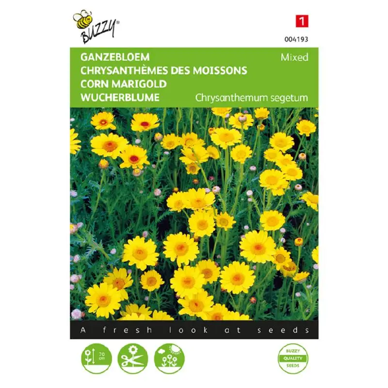 Chrysanthemum Daisy Yellow