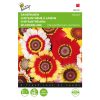 Chrysanthemum Mixed Daisy