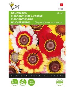 Chrysanthemum Mixed Daisy