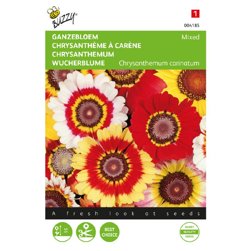 Chrysanthemum Mixed Daisy
