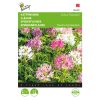 Buzzy Cleome Colour Fountain