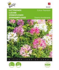 Buzzy Cleome Colour Fountain