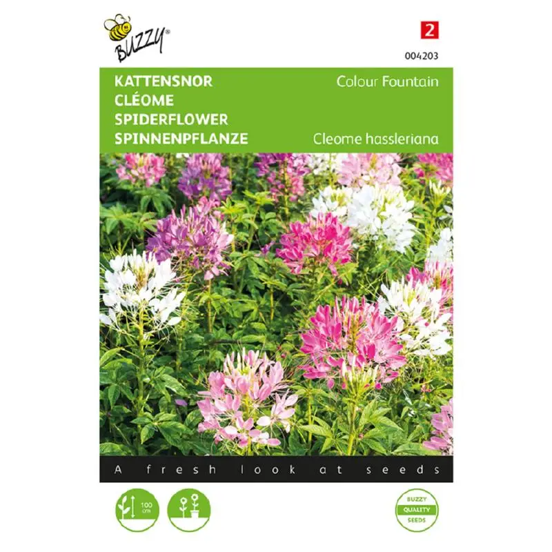 Buzzy Cleome Colour Fountain