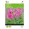 Buzzy Cleome Rose Queen
