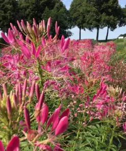 Buzzy Cleome Rose Queen