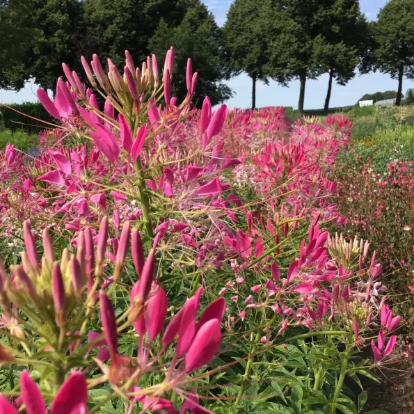 Buzzy Cleome Rose Queen