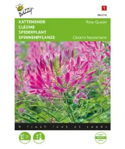 Buzzy Cleome Rose Queen