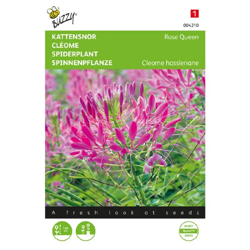 Buzzy Cleome Rose Queen