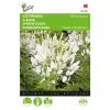 Cleome White Queen