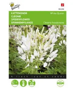 Cleome White Queen