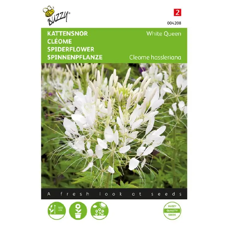 Cleome White Queen