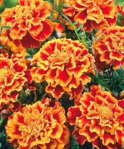 Buzzy Dwarf African Marigold Bolero