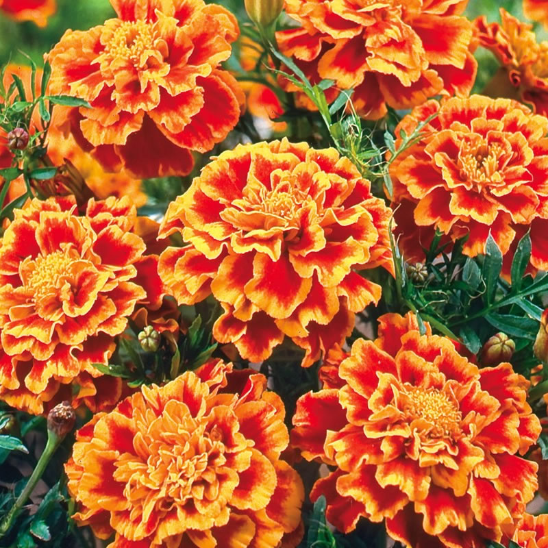 Buzzy Dwarf African Marigold Bolero