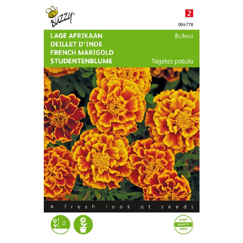 Buzzy Tagetes Dwarf African Marigold Bolero Seeds 1g - Image 2