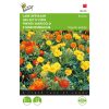 Buzzy Dwarf African Marigold Bonita