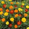 Buzzy Dwarf African Marigold Bonita
