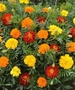 Buzzy Dwarf African Marigold Bonita