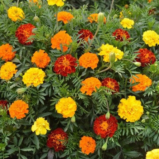 Buzzy Dwarf African Marigold Bonita