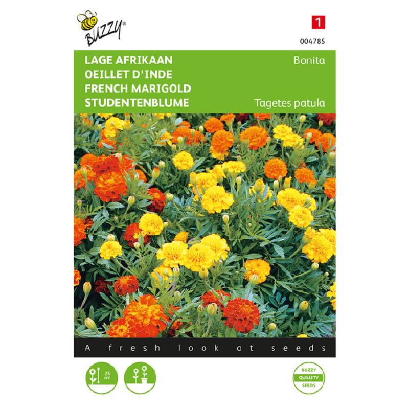 Buzzy Tagetes Dwarf African Marigold Bonita Seeds 1g - Image 2