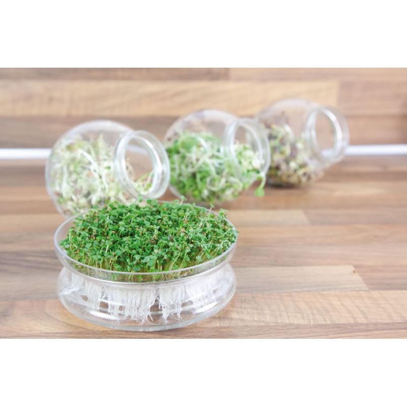 Buzzy Organic Sprouting Pot Spicy Salad Microgreens 7.5g - Image 2