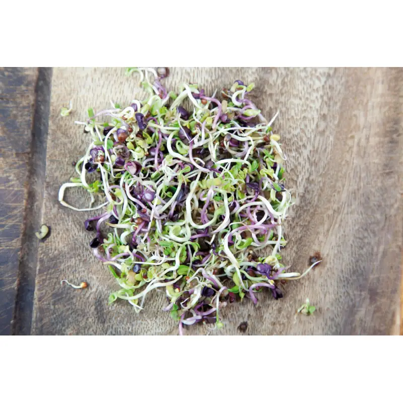 Buzzy Organic Sprouting Pot Spicy Salad Microgreens 7.5g - Image 3