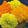 Buzzy Organic African Marigold Sunset Giants
