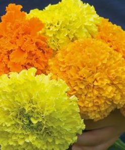 Buzzy Organic African Marigold Sunset Giants