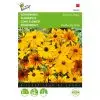Rudbeckia Gloriosa Daisy
