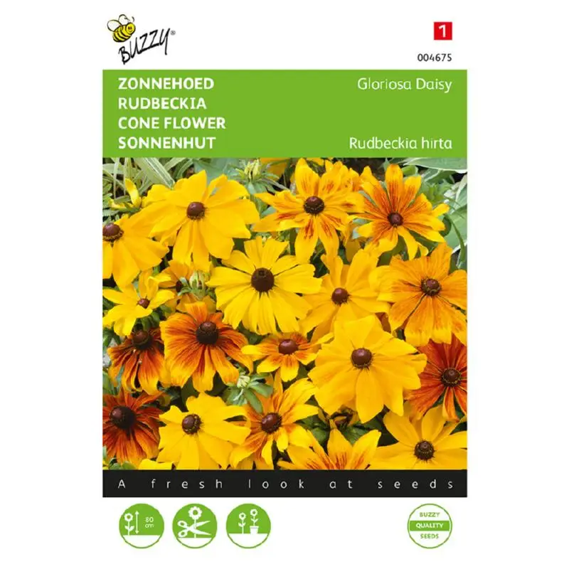 Rudbeckia Gloriosa Daisy