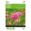 Buzzy Scabiosa Salmon Queen