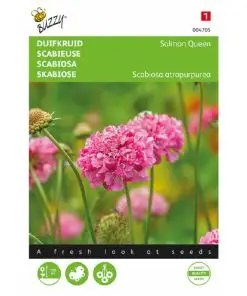 Buzzy Scabiosa Salmon Queen