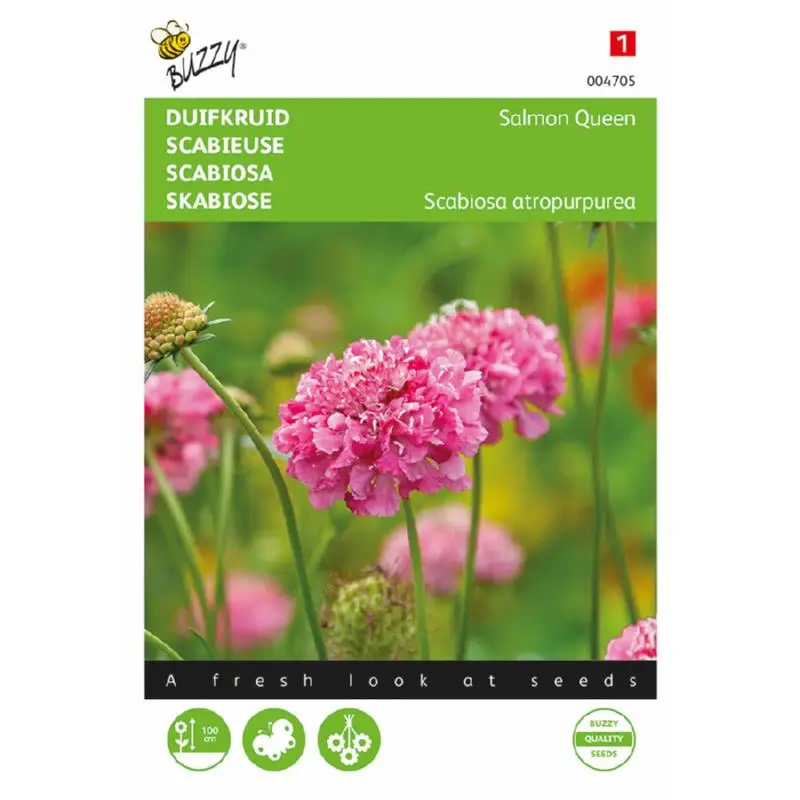 Buzzy Scabiosa Salmon Queen