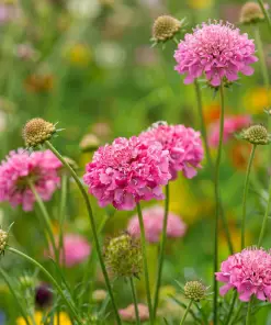 Alternative view of Buzzy Scabiosa Salmon Queen Seeds 0.5g | Fragrant Salmon-Pink Cut Flowers