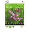 Limonium Deep Rose