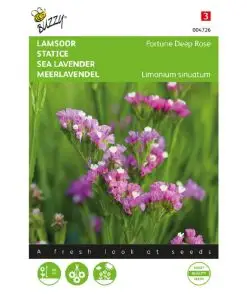 Limonium Deep Rose