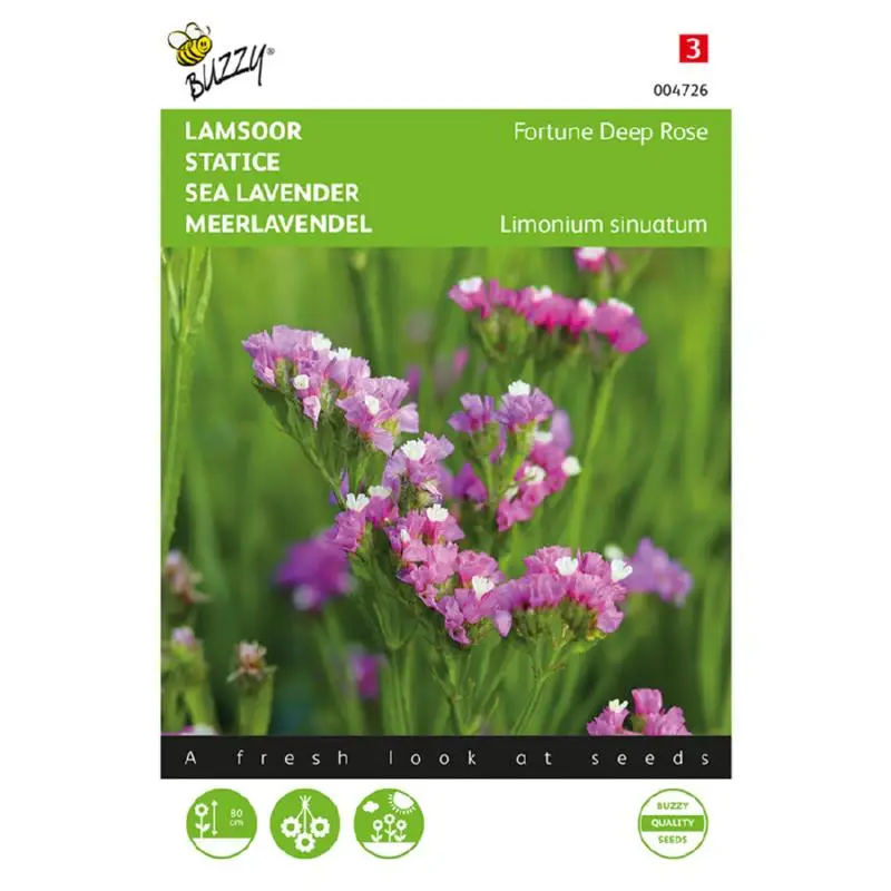 Limonium Deep Rose