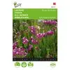 Limonium Purple Attraction