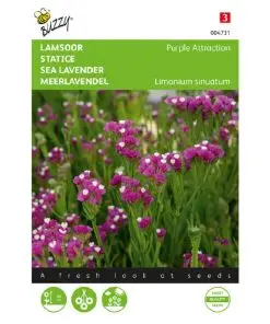 Limonium Purple Attraction
