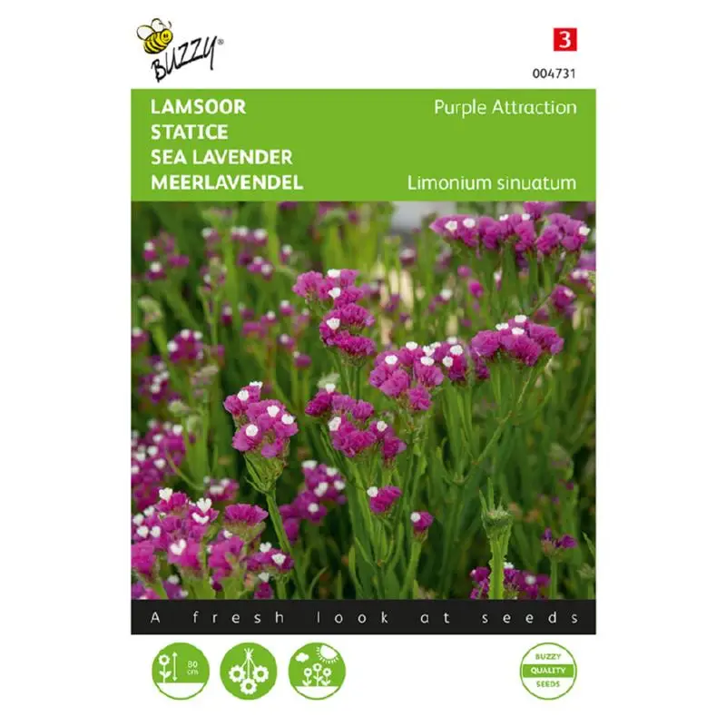 Limonium Purple Attraction
