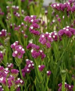 Alternative view of Statice | Buzzy Limonium Purple Attraction seeds 0.2g