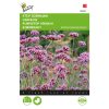 Buzzy Stiff Verbena