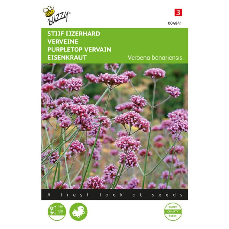 Buzzy Stiff Verbena