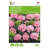 Buzzy Sweet William Pink Beauty