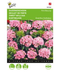 Buzzy Sweet William Pink Beauty