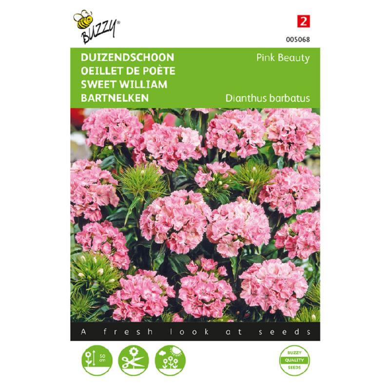 Buzzy Sweet William Pink Beauty