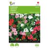 Buzzy Verbena Mixed