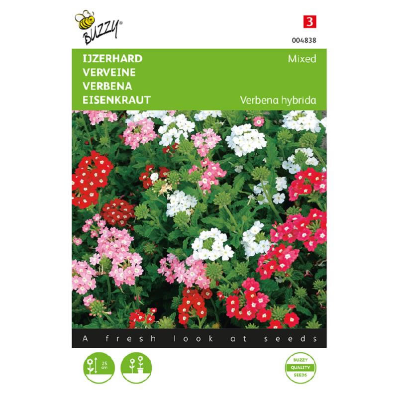 Buzzy Verbena Mixed