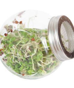 Daikon Microgreens
