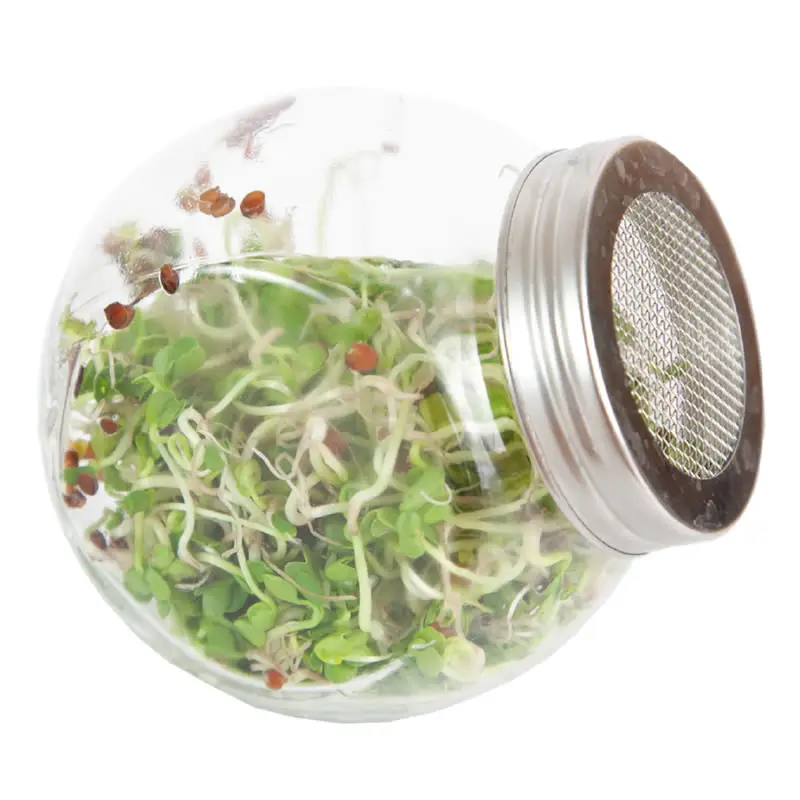 Daikon Microgreens