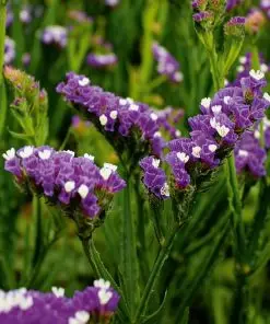 Limonium Dark Blue